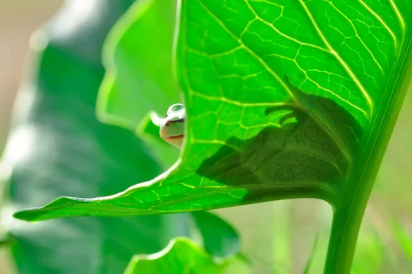 Gyönyörű Európai Fabéka Hyla Arborea — Stock Fotó