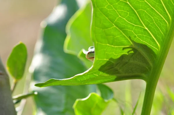 Hermosa Rana Árbol Europa Hyla Arborea —  Fotos de Stock