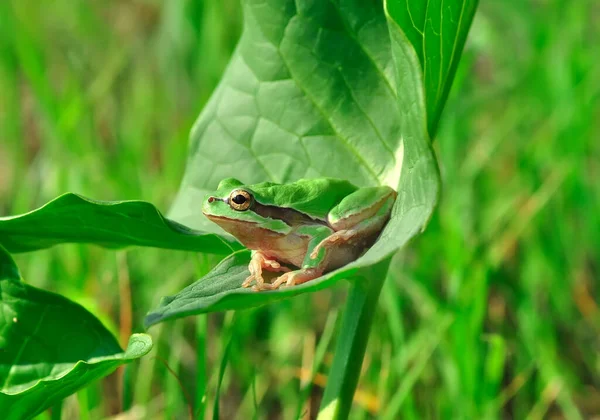 Hermosa Rana Árbol Europa Hyla Arborea — Foto de Stock