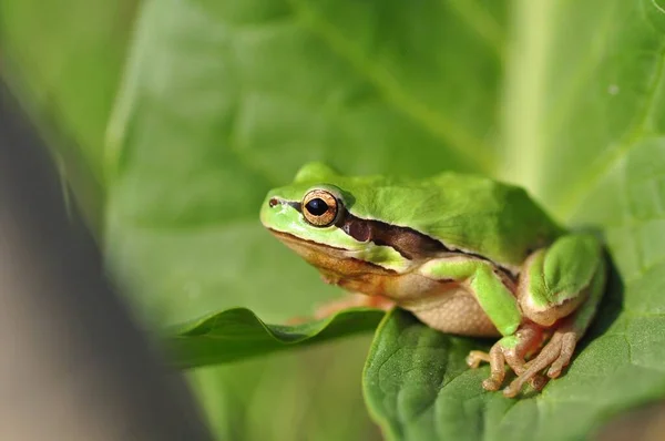 Hermosa Rana Árbol Europa Hyla Arborea — Foto de Stock