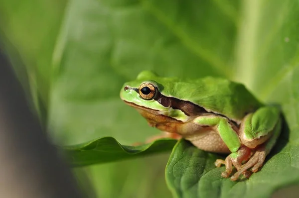 Hermosa Rana Árbol Europa Hyla Arborea — Foto de Stock