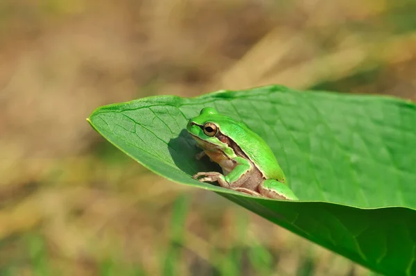 Hermosa Rana Árbol Europa Hyla Arborea —  Fotos de Stock