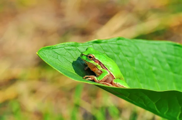 Piękna Żaba Drzewna Europaean Hyla Arborea — Zdjęcie stockowe