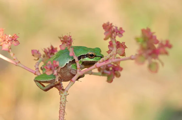 Hermosa Rana Árbol Europa Hyla Arborea —  Fotos de Stock