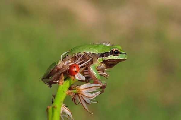 Hermosa Rana Árbol Europa Hyla Arborea — Foto de Stock