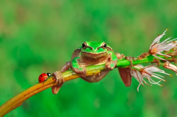 Prachtige Europaese Boomkikker Hyla Arborea — Stockfoto