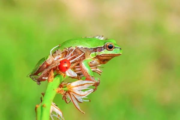 Hermosa Rana Árbol Europa Hyla Arborea —  Fotos de Stock