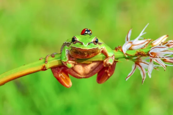 Européia Bonita Hyla Arborea — Fotografia de Stock