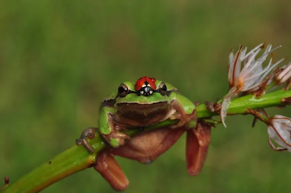 Hermosa Rana Árbol Europa Hyla Arborea —  Fotos de Stock