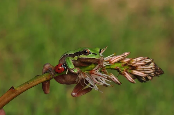 Hermosa Rana Árbol Europa Hyla Arborea —  Fotos de Stock