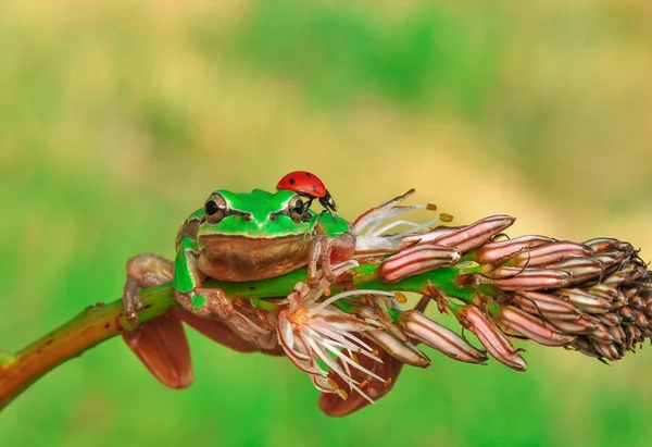 Beautiful Europaean Tree Frog Hyla Arborea — Stock Photo, Image