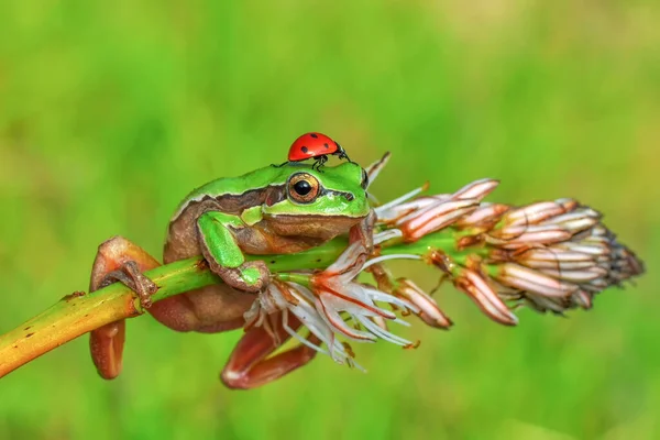 Beautiful Europaean Tree Frog Hyla Arborea — Stock Photo, Image