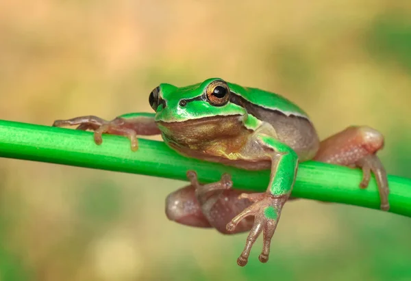 Européia Bonita Hyla Arborea — Fotografia de Stock