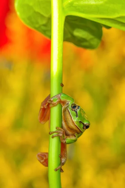 Indah Europaean Pohon Katak Hyla Arborea — Stok Foto