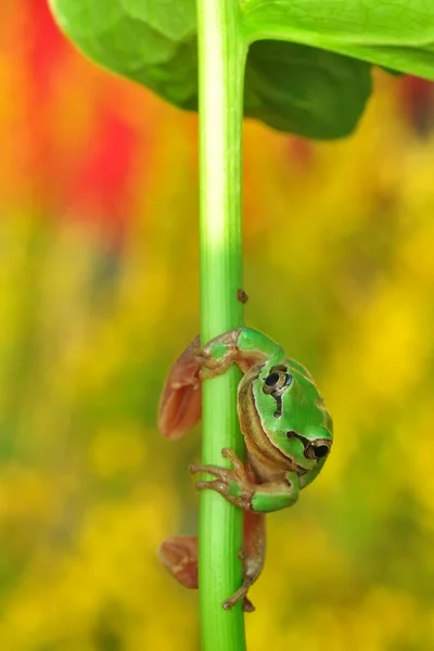 Hermosa Rana Árbol Europa Hyla Arborea — Foto de Stock