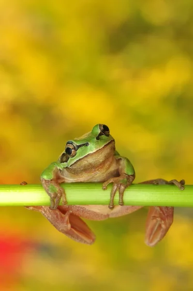 Όμορφη Βάτραχος Της Ευρώπης Hyla Arborea — Φωτογραφία Αρχείου