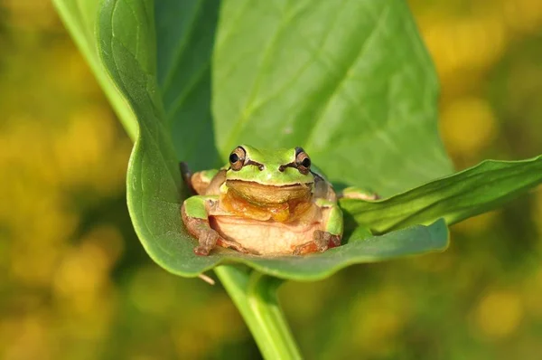 Piękna Żaba Drzewna Europaean Hyla Arborea — Zdjęcie stockowe