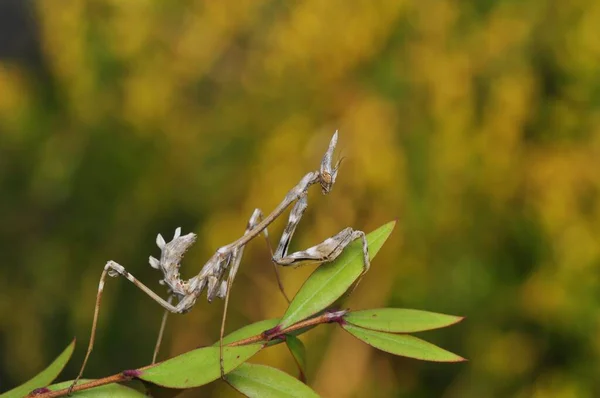 Close Par Belo Mantis Europeu Mantis Religiosa — Fotografia de Stock