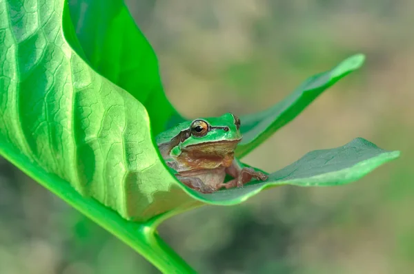 Hermosa Rana Árbol Europa Hyla Arborea — Foto de Stock