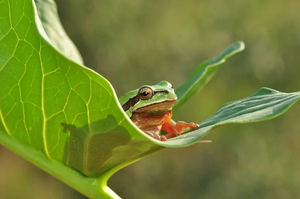 Hermosa Rana Árbol Europa Hyla Arborea — Foto de Stock