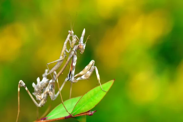 Close Pair Beautiful European Mantis Mantis Religiosa — Stock Photo, Image