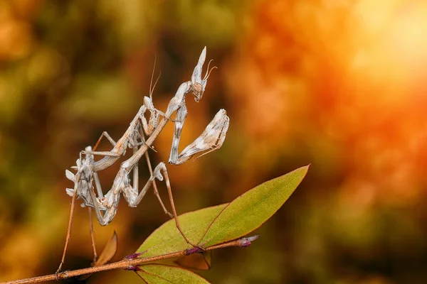 Close Par Belo Mantis Europeu Mantis Religiosa — Fotografia de Stock