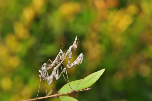 Close Par Belo Mantis Europeu Mantis Religiosa — Fotografia de Stock