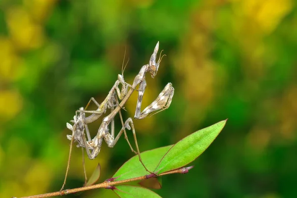 Bir Çift Güzel Avrupa Peygamberdevesi Mantis Religiosa — Stok fotoğraf