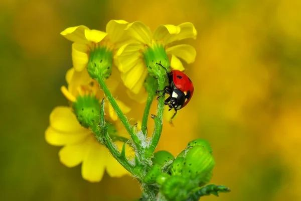 Belle Coccinelle Sur Fond Déconcentré Feuilles — Photo