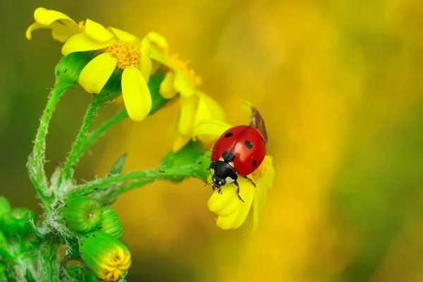 Belle Coccinelle Sur Fond Déconcentré Feuilles — Photo