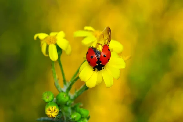 Belle Coccinelle Sur Fond Déconcentré Feuilles — Photo