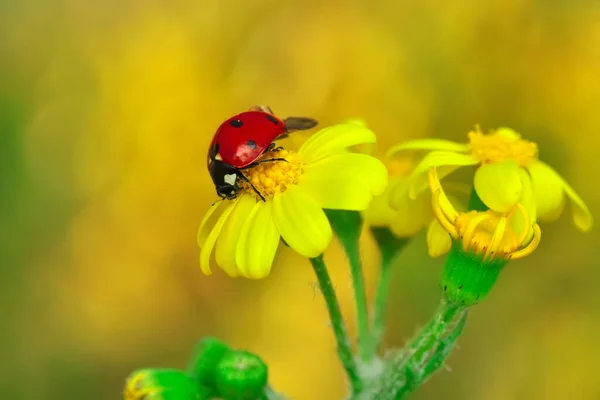 Mooie Lieveheersbeestje Blad Gedefocuste Achtergrond — Stockfoto