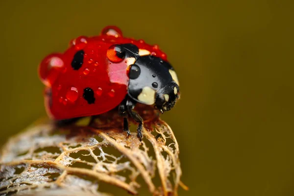 Belle Coccinelle Sur Fond Déconcentré Feuilles — Photo