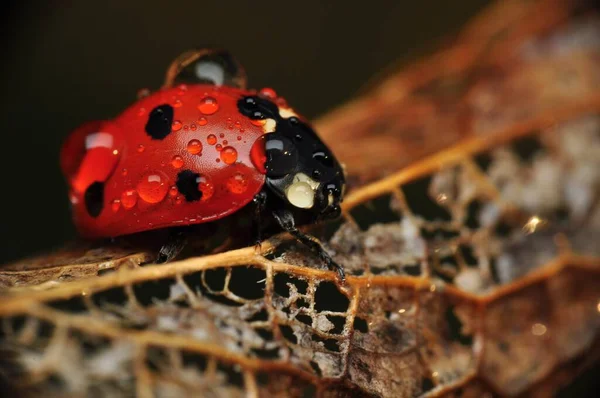 Vacker Nyckelpiga Löv Defocused Bakgrund — Stockfoto