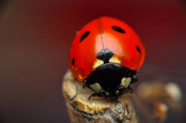 Schöne Marienkäfer Auf Blatt Defokussiert Hintergrund — Stockfoto