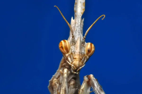 美しいヨーロッパのカマキリのペアを閉じる Mantis宗教 — ストック写真