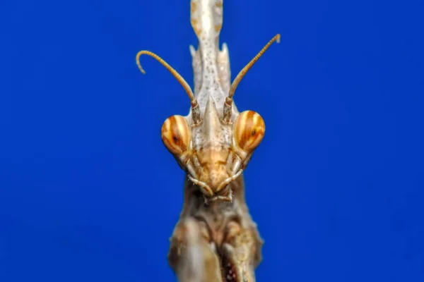 Κοντινό Πλάνο Του Ζεύγους Beautiful European Mantis Mantis Religiosa — Φωτογραφία Αρχείου