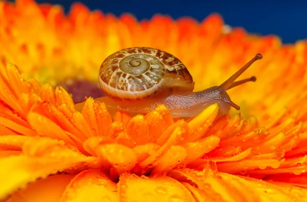 Close Beautiful Snail Garden — Stock Photo, Image