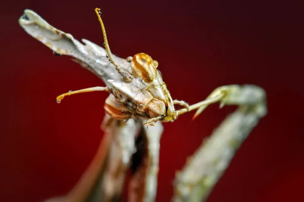 Primer Plano Par Hermosas Mantis Europeas Mantis Religiosa — Foto de Stock