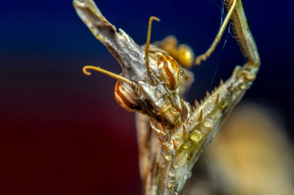 Bir Çift Güzel Avrupa Peygamberdevesi Mantis Religiosa — Stok fotoğraf