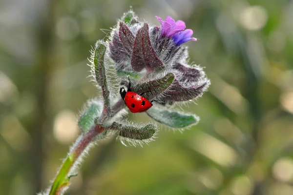 Hermosa Mariquita Hoja Fondo Desenfocado — Foto de Stock