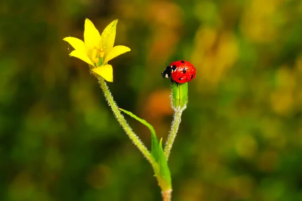 Hermosa Mariquita Hoja Fondo Desenfocado —  Fotos de Stock