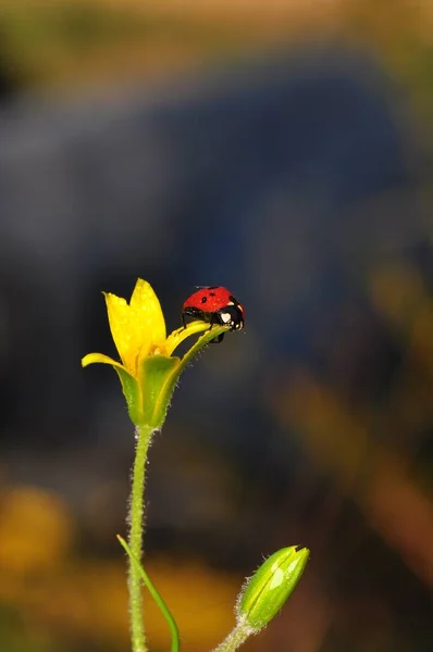 Belle Coccinelle Sur Fond Déconcentré Feuilles — Photo