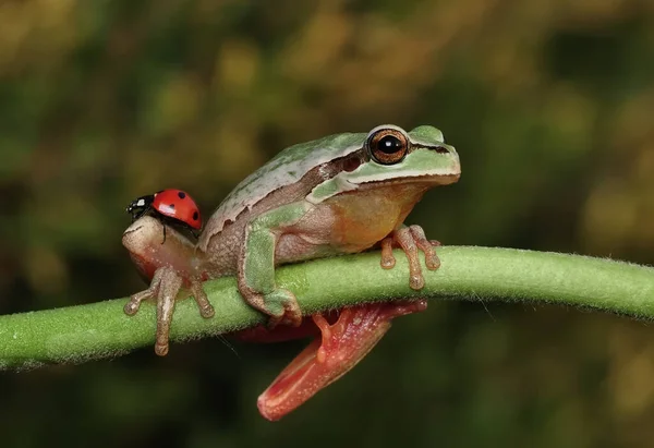 Όμορφη Βάτραχος Της Ευρώπης Hyla Arborea — Φωτογραφία Αρχείου