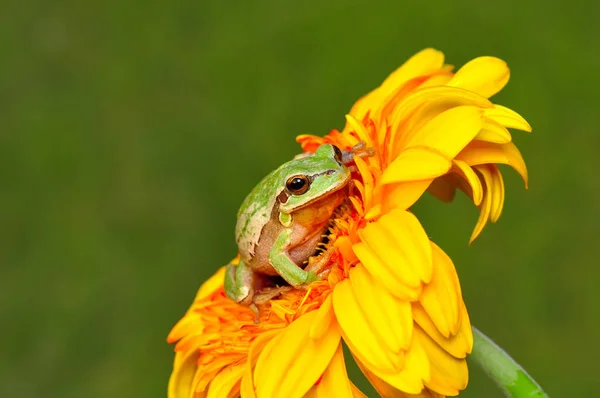 Όμορφη Βάτραχος Της Ευρώπης Hyla Arborea — Φωτογραφία Αρχείου