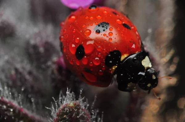 Bella Coccinella Foglia Sfondo Sfocato — Foto Stock