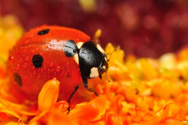 Belle Coccinelle Sur Fond Déconcentré Feuilles — Photo