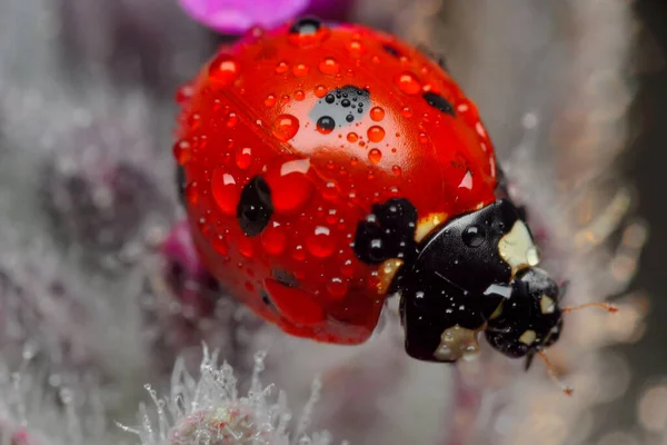 Belle Coccinelle Sur Fond Déconcentré Feuilles — Photo