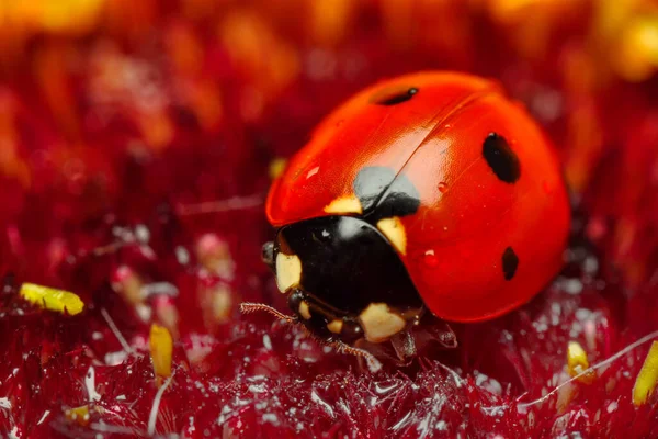 Mooie Lieveheersbeestje Blad Gedefocuste Achtergrond — Stockfoto