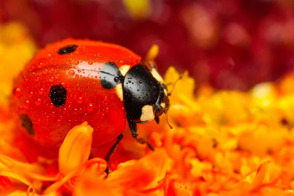 Schöne Marienkäfer Auf Blatt Defokussiert Hintergrund — Stockfoto